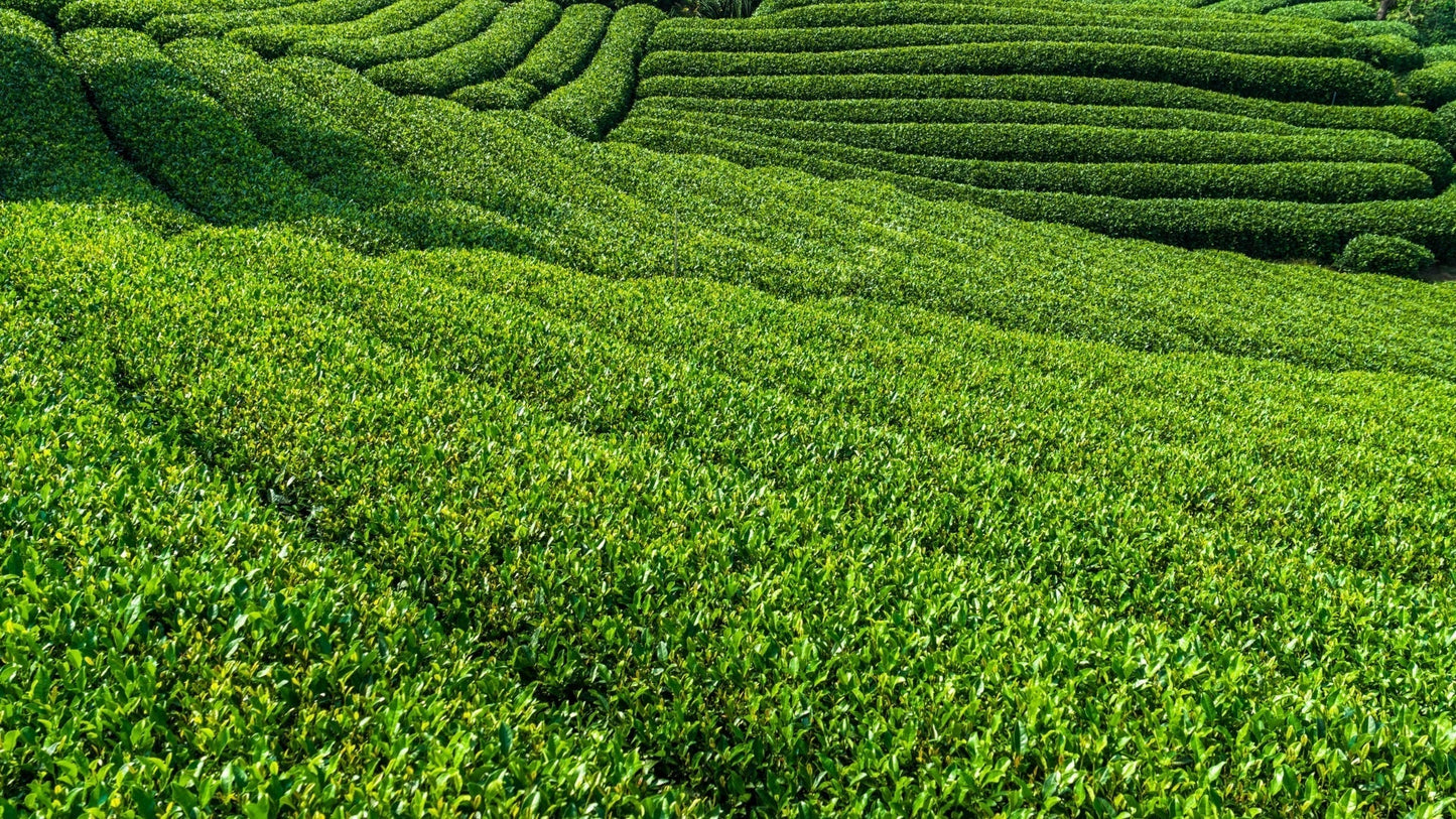 Inside the Green: The Craft and Heart of Our Matcha